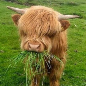 Meet your Posher, Leah